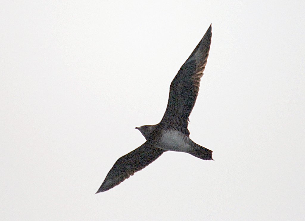 Jaeger, Parasitic, 2006-07081414 Hyannis, MA.JPG - Parasitic Jaeger, Broolkine July 2006 Hyannis pelagic bird trip